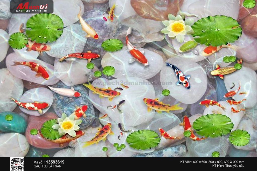 Cá Koi và hoa sen trắng trên nền sỏi lớn